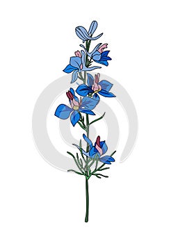 Larkspur July birth month flower vector isolated.