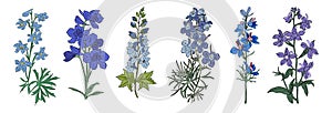 Larkspur, July Birth month flowers vector set.