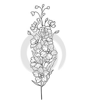 Larkspur Line Art. Delphinium outline Illustration. July Birth Month Flower. Delphinium outline isolated on white.