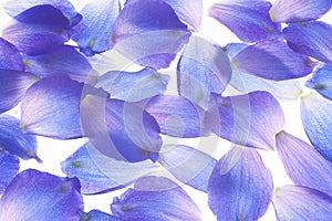 Larkspur petals