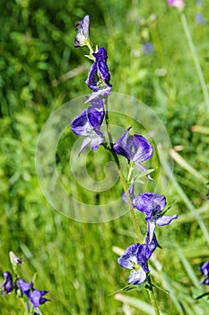 Larkspur Wildflowers