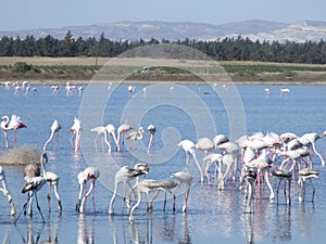 Larnaca Flamingos photo