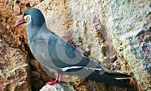 Larosterna inca, Islas Ballestas, Peru