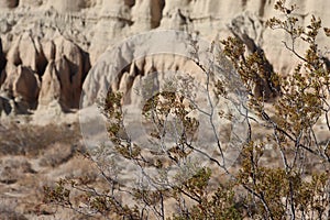 Larrea Tridentata Leaf - El Paso Mtns - 102722 photo