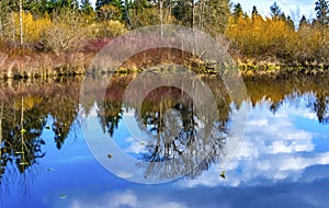 Larsen Lake Reflection Blueberry Farm Park Bellevue Washington