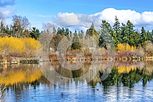 Larsen Lake Reflection Duck Blueberry Farm Park Bellevue Washington