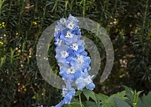 Larskpur Aurora Light blue bloom, Dallas Arboretum