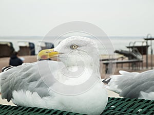 Larus argentatus close up left_Silbermoewe