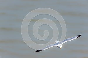 Larus argentatus-Gull flying