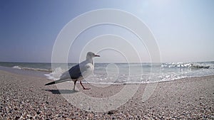 Larus bird steps on the Pebble beach wide angle view