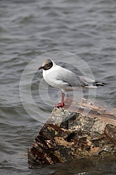 Larus brunnicephalus in rest