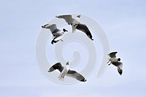 Larus brunnicephalus