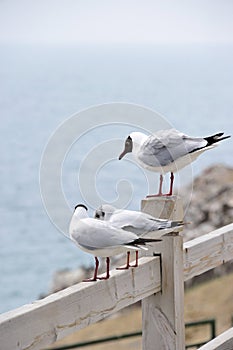 Larus brunnicephalus