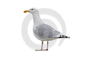 Larus cachinnans isolated on white
