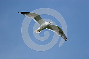 Larus canus, Common Gull