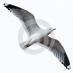 Larus canus, Common Gull