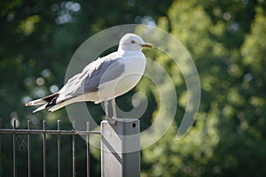 Larus canus Common Gull standing on a fence