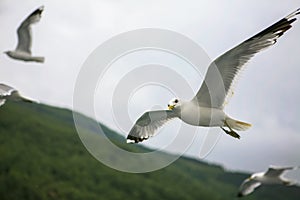 Larus canus