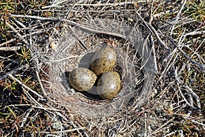 Larus canus. Nest with clutch of Mew Gull eggs among tundra in Siberia