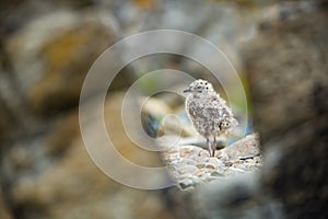 Larus canus. Norway`s wildlife. Beautiful picture. From the life of birds. Free nature. Runde Island in Norway. Scandinavian wildl