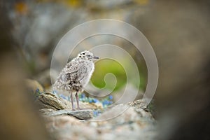 Larus canus. Norway`s wildlife. Beautiful picture. From the life of birds. Free nature. Runde Island in Norway. Scandinavian wildl