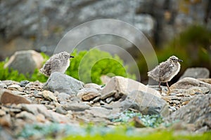 Larus canus. Norway`s wildlife. Beautiful picture. From the life of birds. Free nature. Runde Island in Norway. Scandinavian wildl