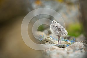 Larus canus. Norway`s wildlife. Beautiful picture. From the life of birds. Free nature. Runde Island in Norway. Scandinavian wildl