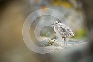 Larus canus. Norway`s wildlife. Beautiful picture. From the life of birds. Free nature. Runde Island in Norway. Scandinavian wildl