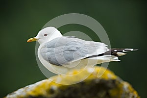 Larus canus. Norway`s wildlife. Beautiful picture. From the life of birds. Free nature. Runde Island in Norway. Scandinavian wildl