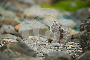 Larus canus. Norway`s wildlife. Beautiful picture. From the life of birds. Free nature. Runde Island in Norway. Scandinavian wildl