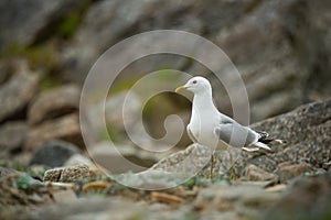 Larus canus. Norway`s wildlife. Beautiful picture. From the life of birds. Free nature. Runde Island in Norway. Scandinavian wildl