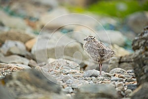 Larus canus. Norway`s wildlife. Beautiful picture. From the life of birds. Free nature. Runde Island in Norway. Scandinavian wildl