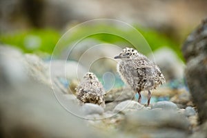 Larus canus. Norway`s wildlife. Beautiful picture. From the life of birds. Free nature. Runde Island in Norway. Scandinavian wildl