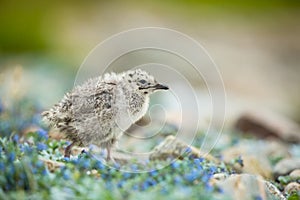 Larus canus. Norway`s wildlife. Beautiful picture. From the life of birds. Free nature. Runde Island in Norway. Scandinavian wildl