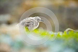 Larus canus. Norway`s wildlife. Beautiful picture. From the life of birds. Free nature. Runde Island in Norway. Scandinavian wildl