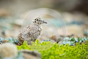 Larus canus. Norway`s wildlife. Beautiful picture. From the life of birds. Free nature. Runde Island in Norway. Scandinavian wildl