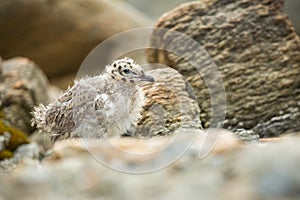 Larus canus. Norway`s wildlife. Beautiful picture. From the life of birds. Free nature. Runde Island in Norway. Scandinavian wildl