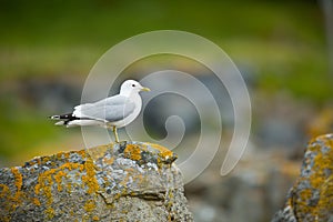 Larus canus. Norway`s wildlife. Beautiful picture. From the life of birds. Free nature. Runde Island in Norway. Scandinavian wildl