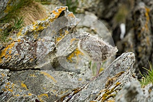 Larus canus. Norway`s wildlife. Beautiful picture. From the life of birds. Free nature. Runde Island in Norway. Scandinavian wildl