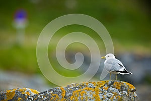 Larus canus. Norway`s wildlife. Beautiful picture. From the life of birds. Free nature. Runde Island in Norway. Scandinavian wildl