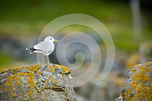 Larus canus. Norway`s wildlife. Beautiful picture. From the life of birds. Free nature. Runde Island in Norway. Scandinavian wildl