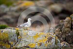 Larus canus. Norway`s wildlife. Beautiful picture. From the life of birds. Free nature. Runde Island in Norway. Scandinavian wildl