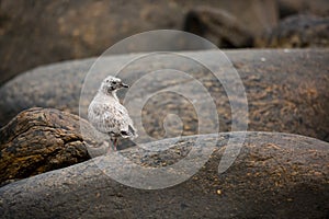 Larus canus. Norway`s wildlife. Beautiful picture. From the life of birds. Free nature. Runde Island in Norway. Scandinavian wildl