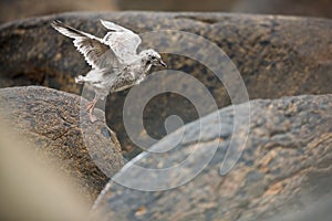 Larus canus. Norway`s wildlife. Beautiful picture. From the life of birds. Free nature. Runde Island in Norway. Scandinavian wildl