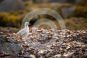 Larus canus. Norway`s wildlife. Beautiful picture. From the life of birds. Free nature. Runde Island in Norway. Scandinavian wildl