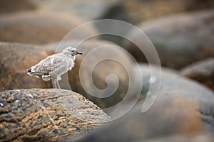 Larus canus. Norway`s wildlife. Beautiful picture. From the life of birds. Free nature. Runde Island in Norway. Scandinavian wildl