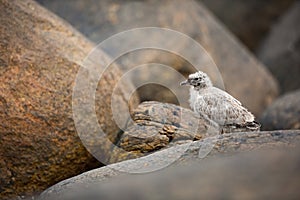 Larus canus. Norway`s wildlife. Beautiful picture. From the life of birds. Free nature. Runde Island in Norway. Scandinavian wildl