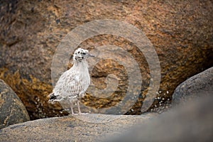 Larus canus. Norway`s wildlife. Beautiful picture. From the life of birds. Free nature. Runde Island in Norway. Scandinavian wildl