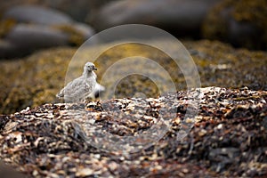 Larus canus. Norway`s wildlife. Beautiful picture. From the life of birds. Free nature. Runde Island in Norway. Scandinavian wildl