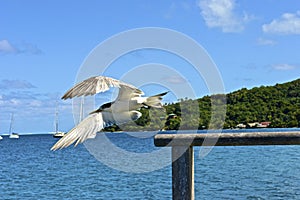 Larus delawarensis